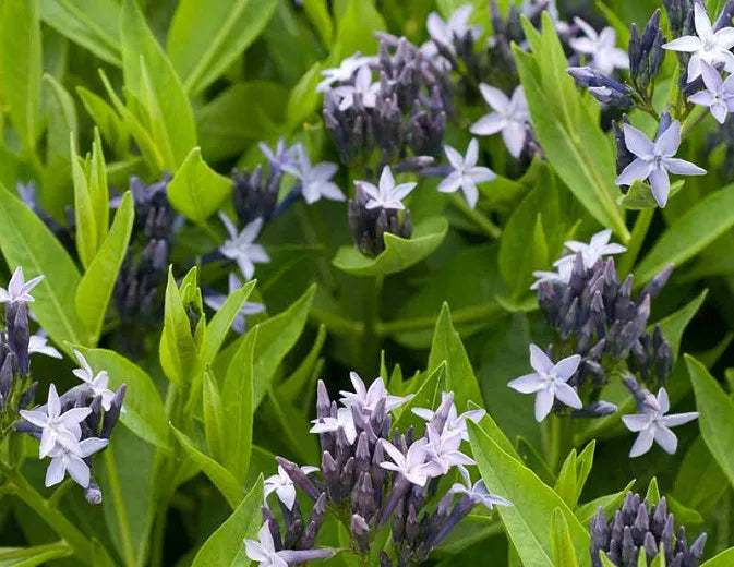 Amsonia Tabernaemontana Blue Ice - View 8 from www redcrocus com