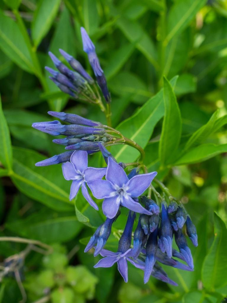 Amsonia Tabernaemontana Blue Ice - View 9 from www redcrocus com