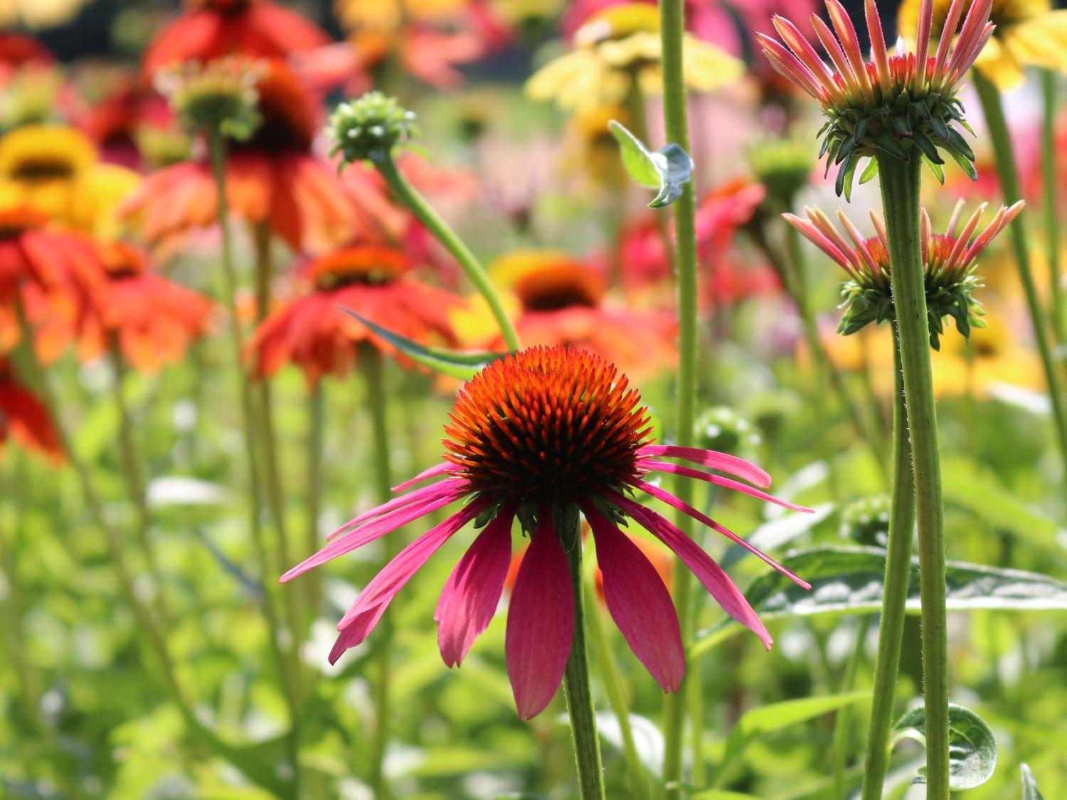 Echinacea Purpurea Cheyenne Spirit - View 7 from www redcrocus com