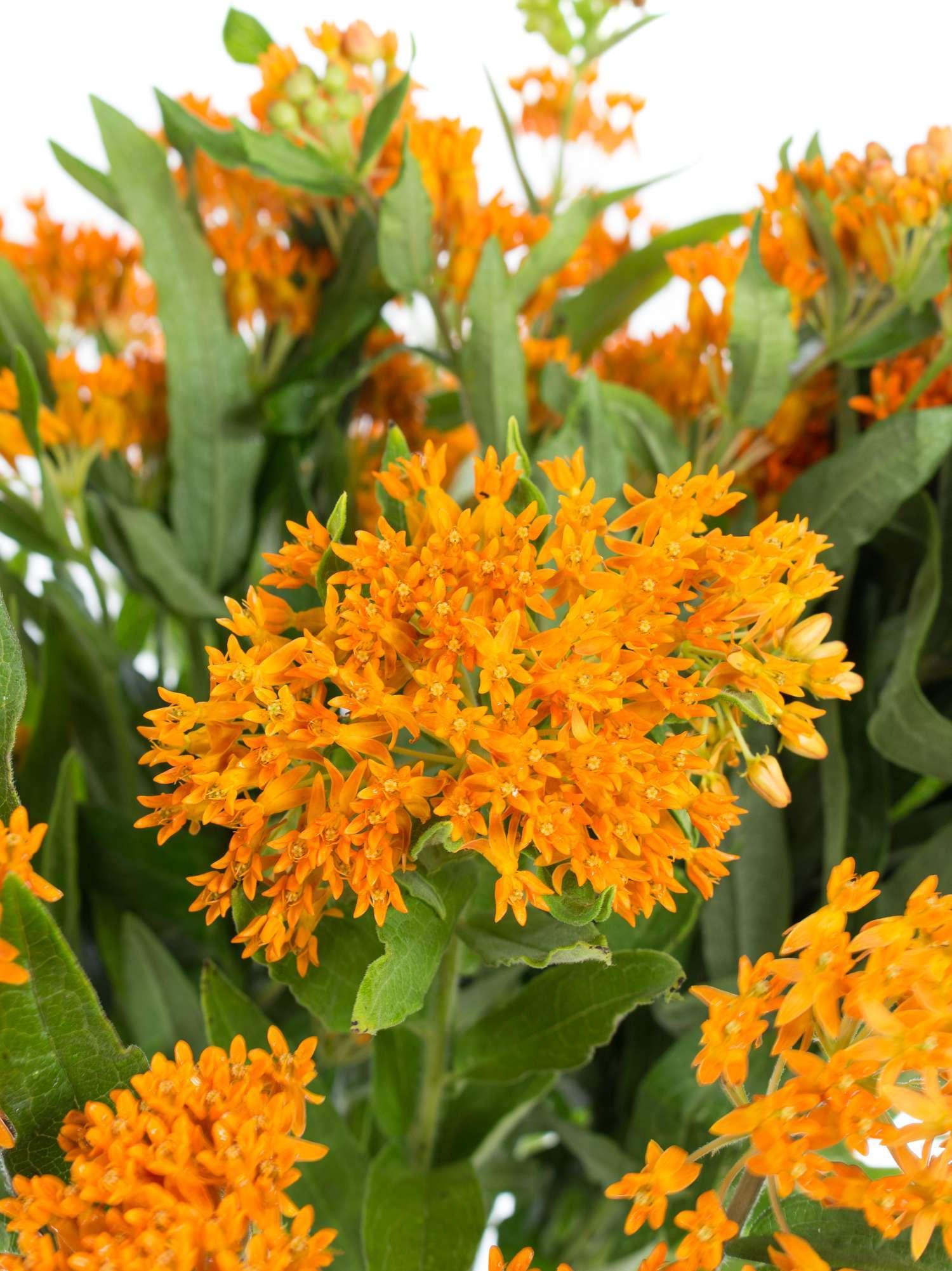 Asclepias Tuberosa - View 15 from www redcrocus com