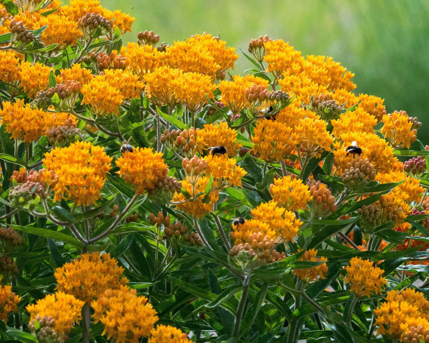 Asclepias Tuberosa - View 16 from www redcrocus com
