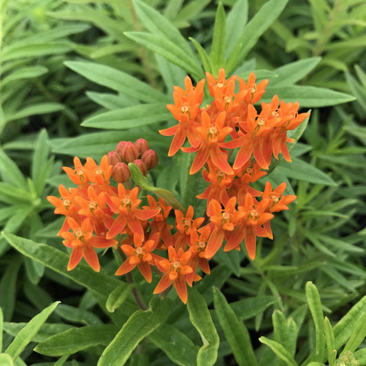 Asclepias Tuberosa - View 1 from www redcrocus com