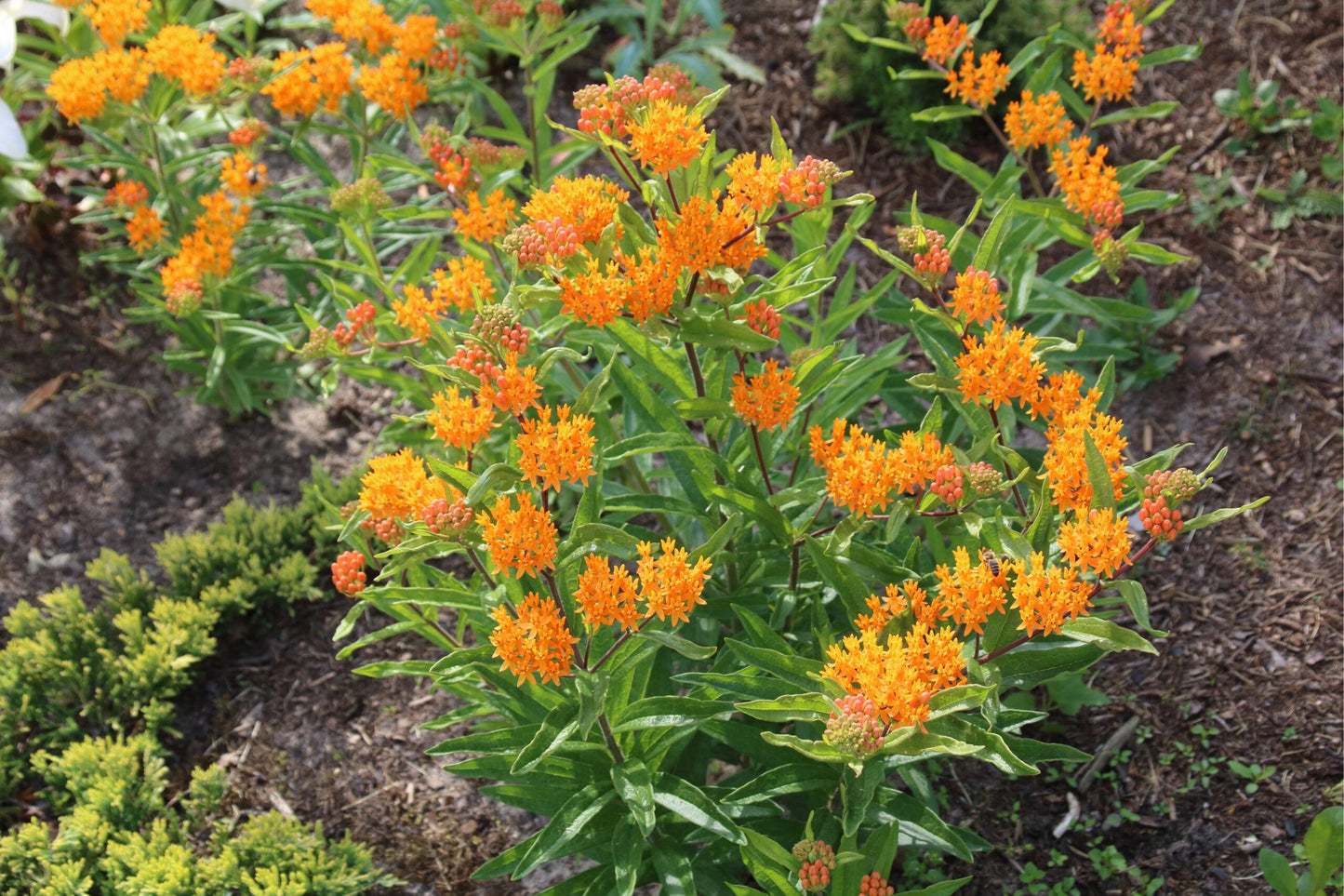 Asclepias Tuberosa - View 7 from www redcrocus com