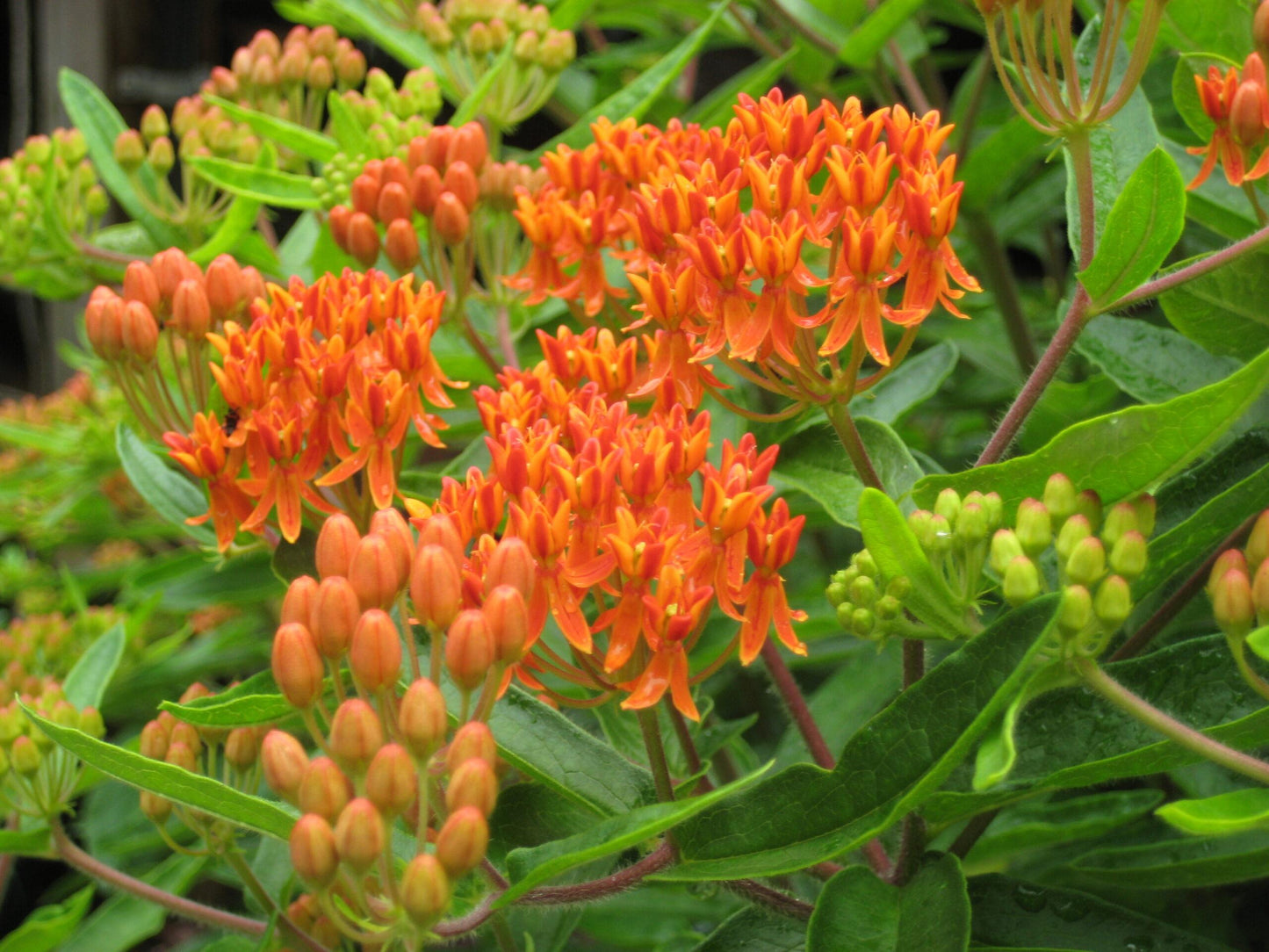 Asclepias Tuberosa - View 9 from www redcrocus com