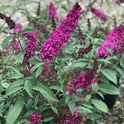Buddleia Davidii Buzz Hot Raspberry - View 10 from www redcrocus com