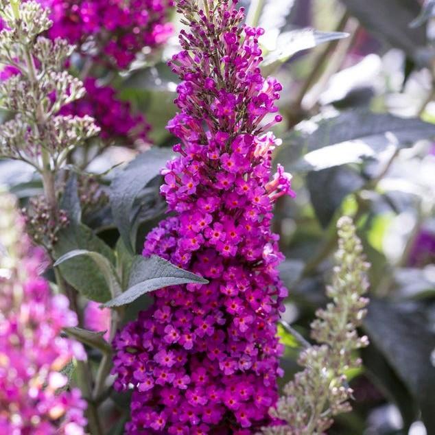Buddleia Davidii Buzz Hot Raspberry - View 11 from www redcrocus com