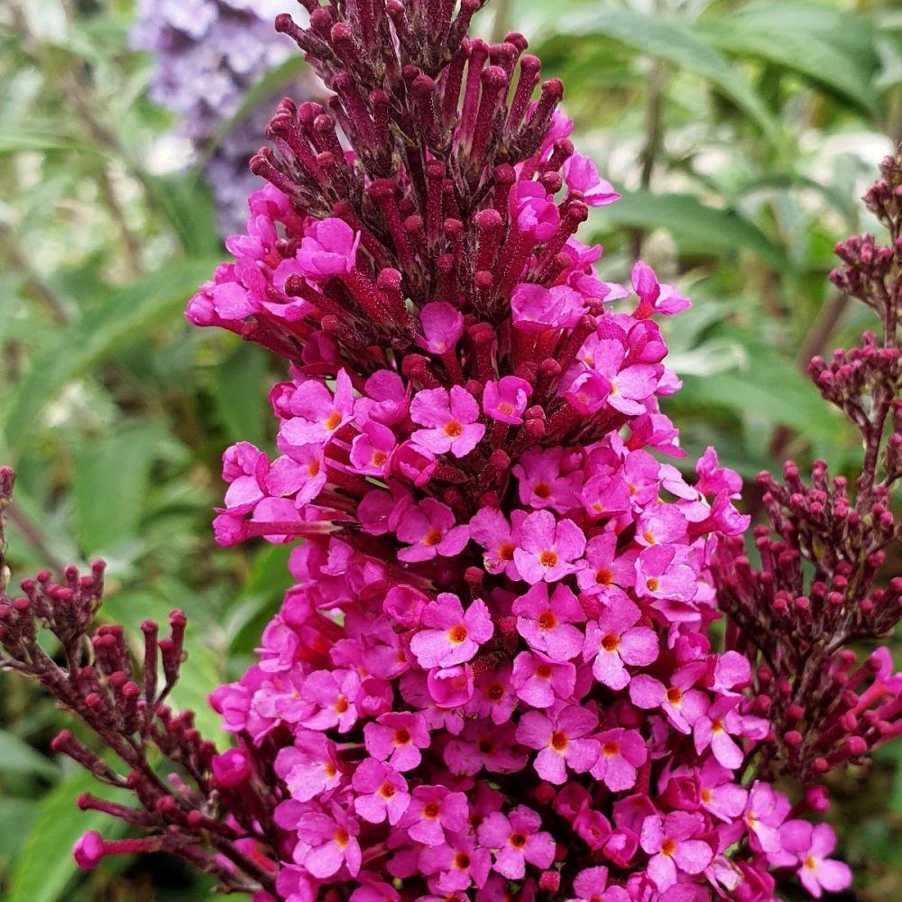 Buddleia Davidii Buzz Hot Raspberry - View 12 from www redcrocus com