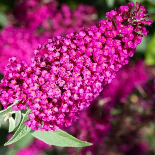 Buddleia Davidii Buzz Hot Raspberry - View 13 from www redcrocus com