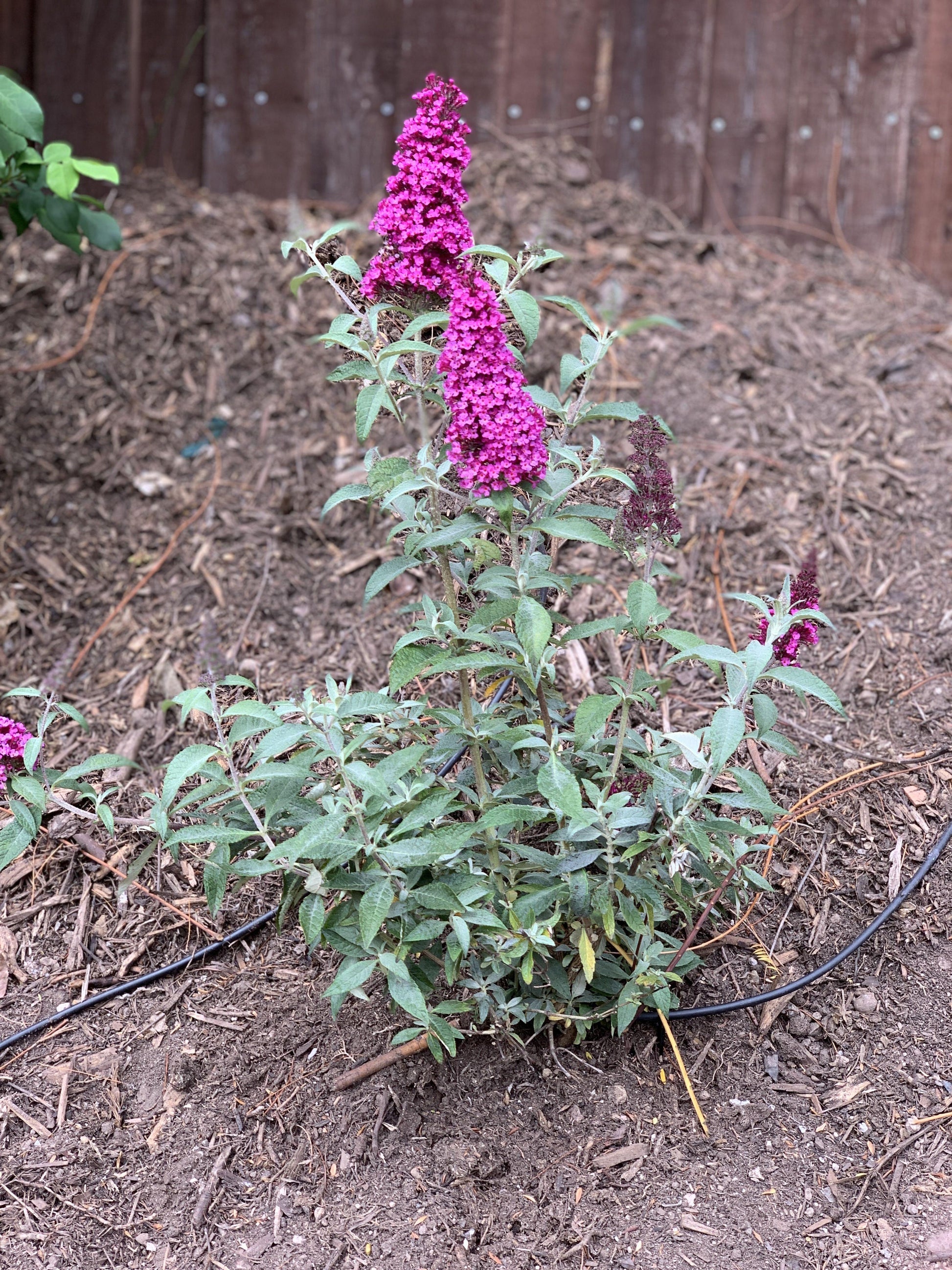 Buddleia Davidii Buzz Hot Raspberry - View 14 from www redcrocus com