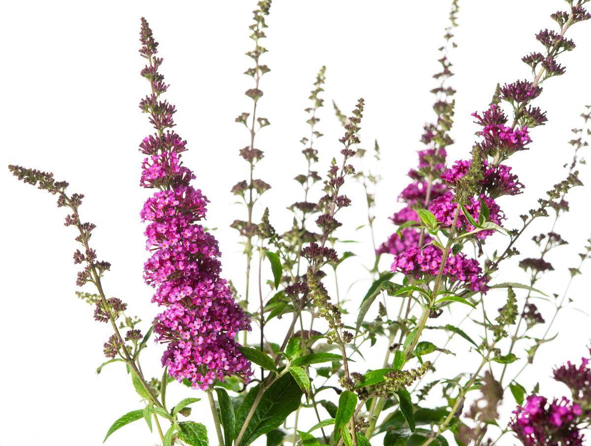 Buddleia Davidii Buzz Hot Raspberry - View 15 from www redcrocus com