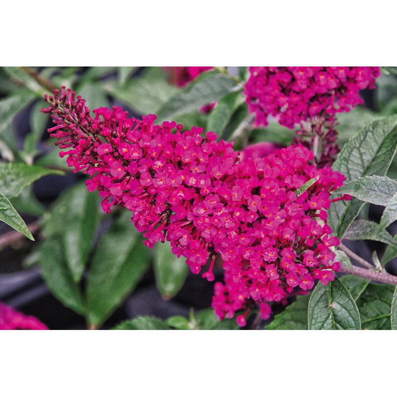 Buddleia Davidii Buzz Hot Raspberry - View 16 from www redcrocus com
