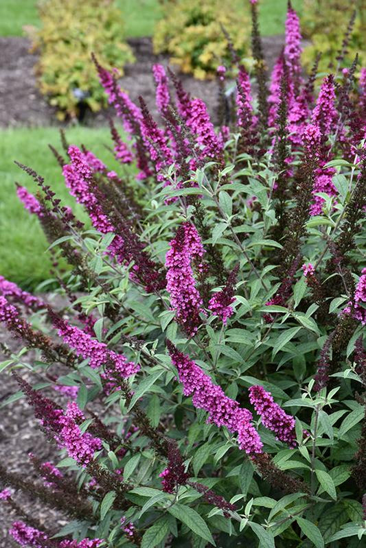 Buddleia Davidii Buzz Hot Raspberry - View 1 from www redcrocus com