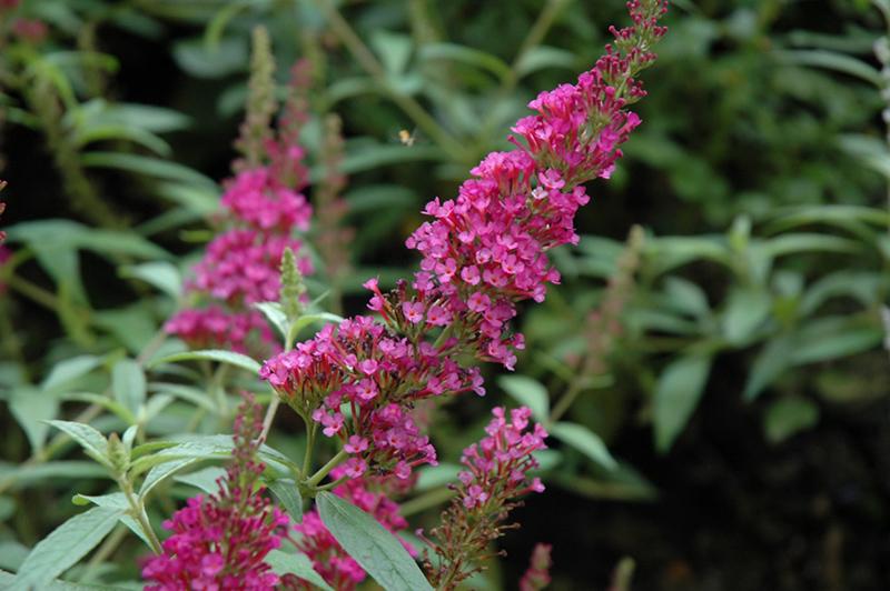Buddleia Davidii Buzz Hot Raspberry - View 2 from www redcrocus com