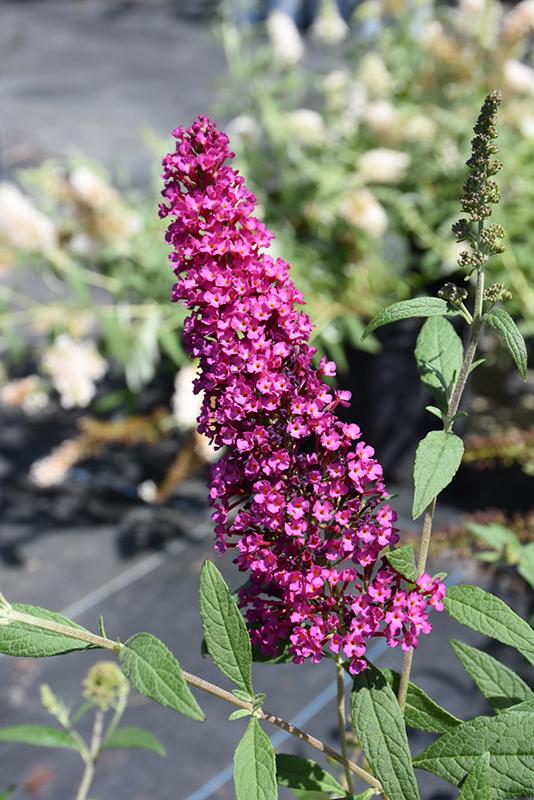 Buddleia Davidii Buzz Hot Raspberry - View 3 from www redcrocus com