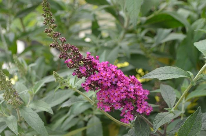 Buddleia Davidii Buzz Hot Raspberry - View 5 from www redcrocus com