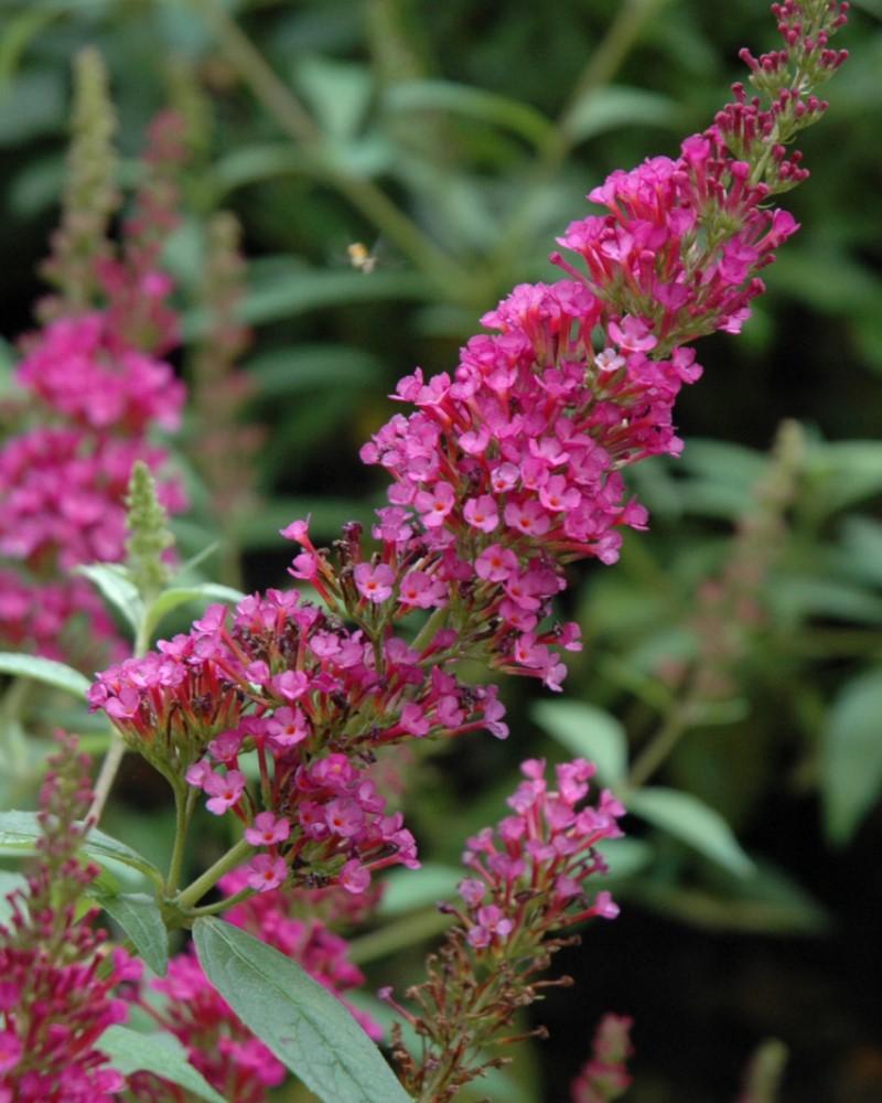 Buddleia Davidii Buzz Hot Raspberry - View 6 from www redcrocus com