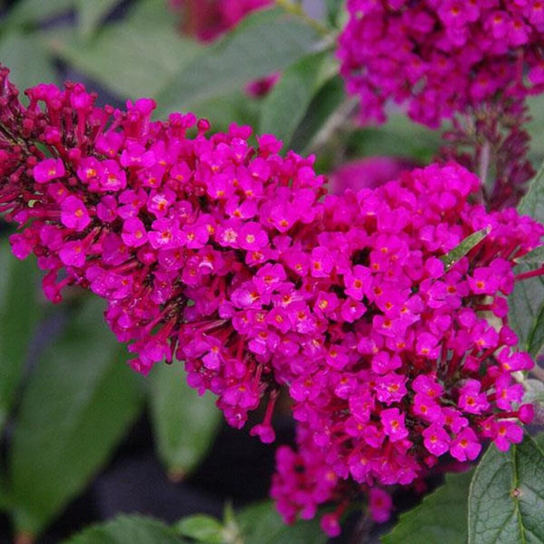 Buddleia Davidii Buzz Hot Raspberry - View 8 from www redcrocus com
