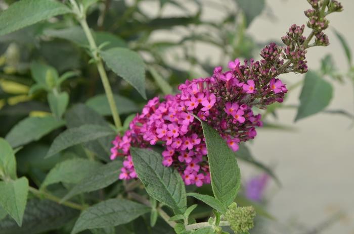 Buddleia Davidii Buzz Hot Raspberry - View 9 from www redcrocus com