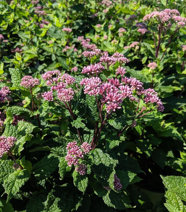 Eupatorium Dubium Little Joe - View 10 from www redcrocus com