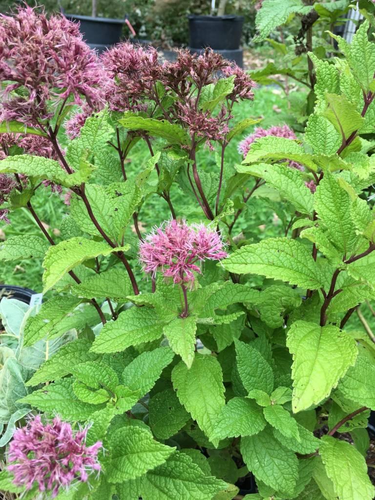 Eupatorium Dubium Little Joe - View 11 from www redcrocus com