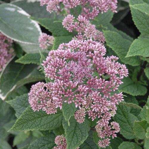 Eupatorium Dubium Little Joe - View 12 from www redcrocus com