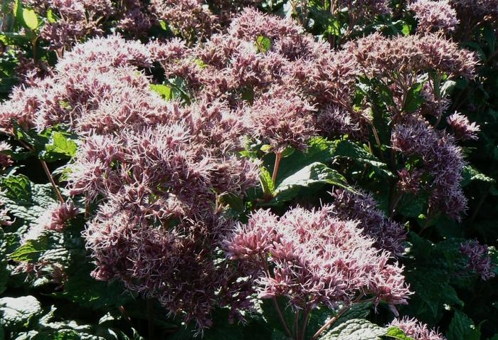 Eupatorium Dubium Little Joe - View 14 from www redcrocus com