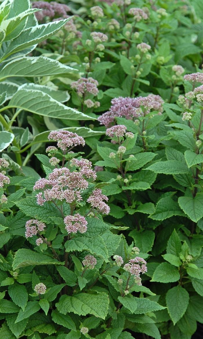 Eupatorium Dubium Little Joe - View 15 from www redcrocus com