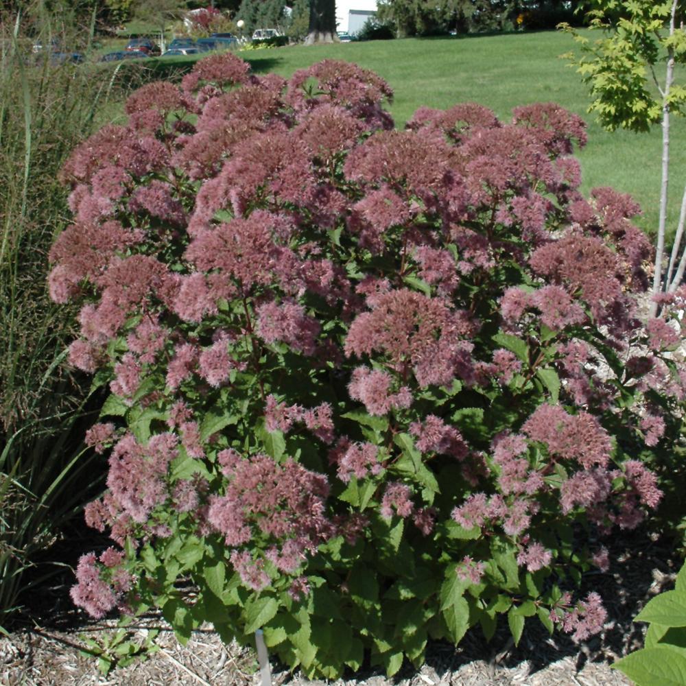 Eupatorium Dubium Little Joe - View 18 from www redcrocus com