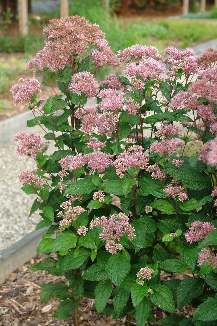 Eupatorium Dubium Little Joe - View 19 from www redcrocus com