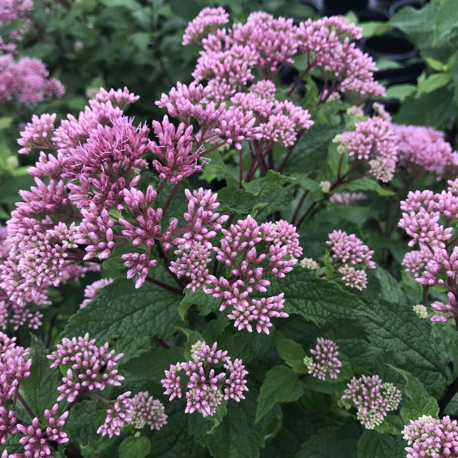 Eupatorium Dubium Little Joe - View 1 from www redcrocus com