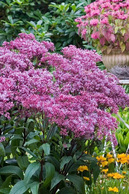 Eupatorium Dubium Little Joe - View 20 from www redcrocus com