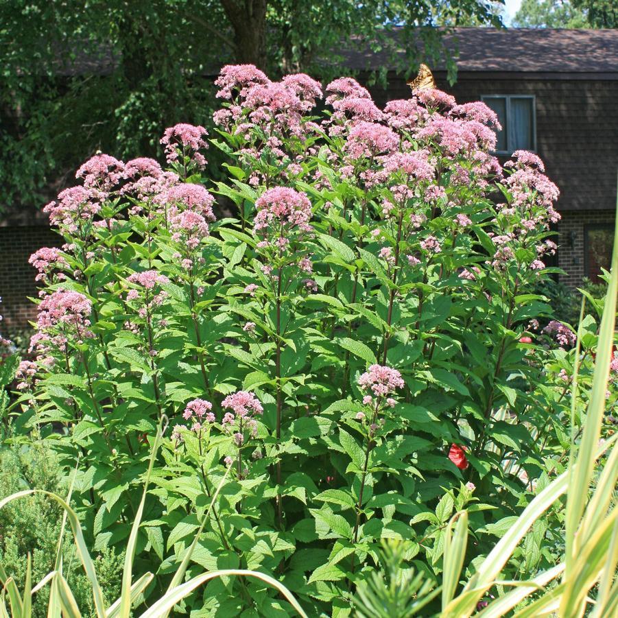 Eupatorium Dubium Little Joe - View 2 from www redcrocus com