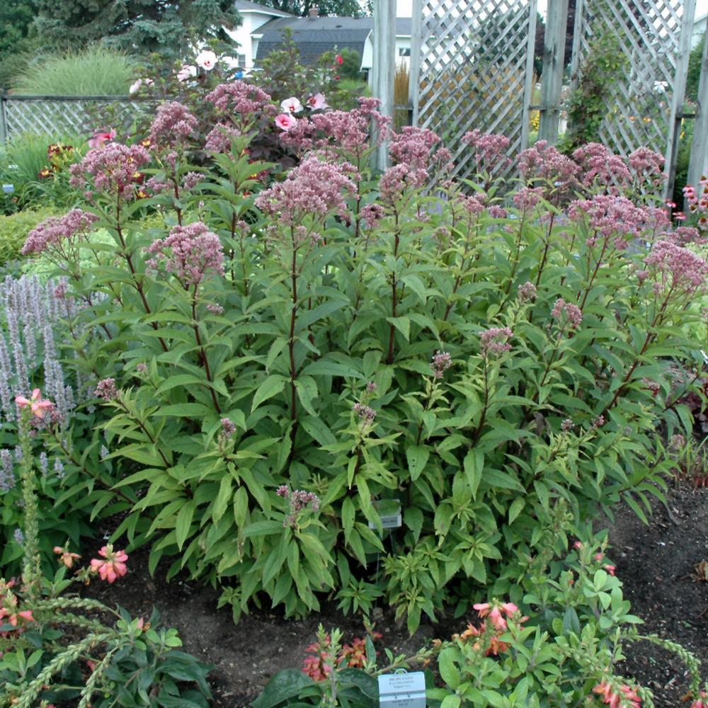 Eupatorium Dubium Little Joe - View 3 from www redcrocus com