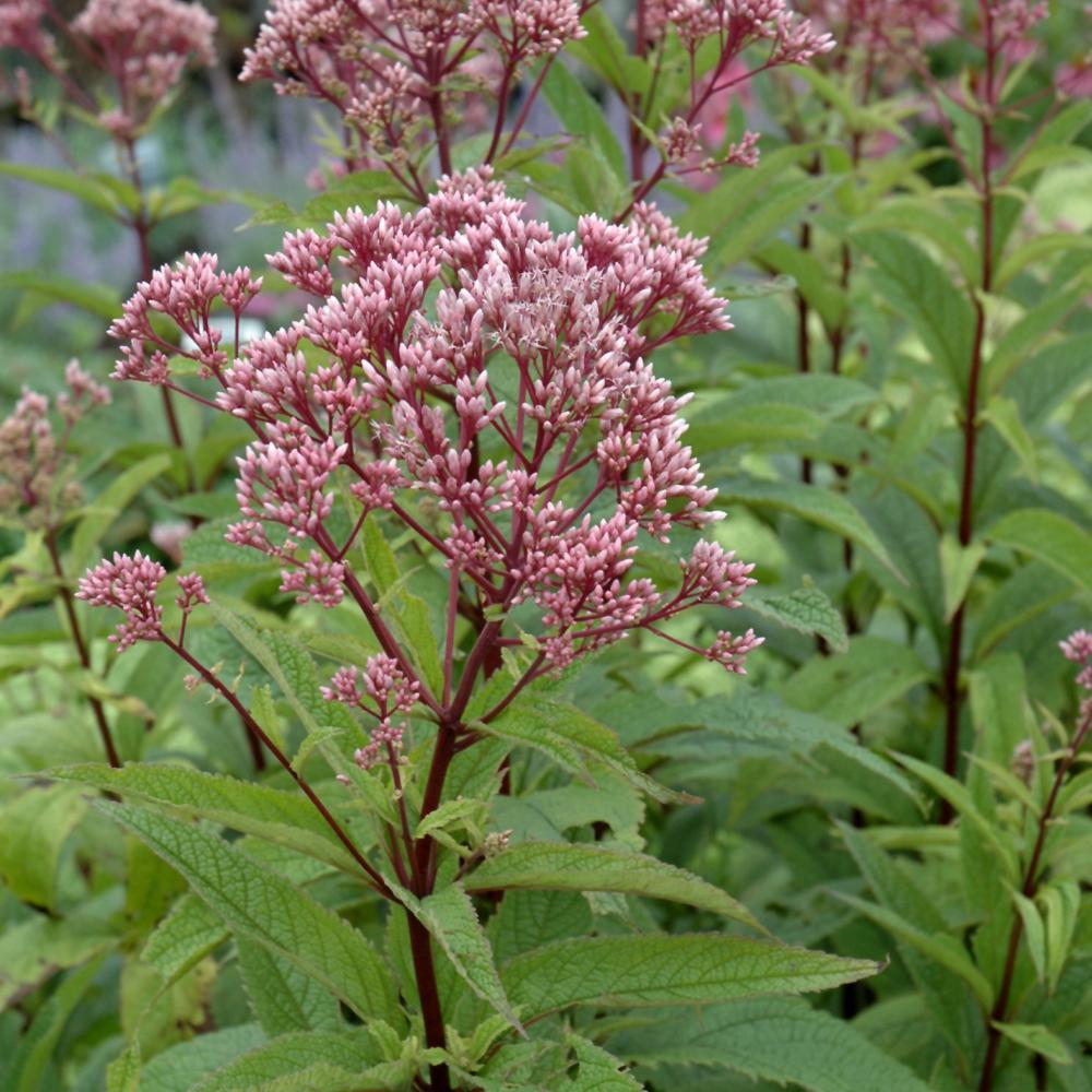 Eupatorium Dubium Little Joe - View 4 from www redcrocus com