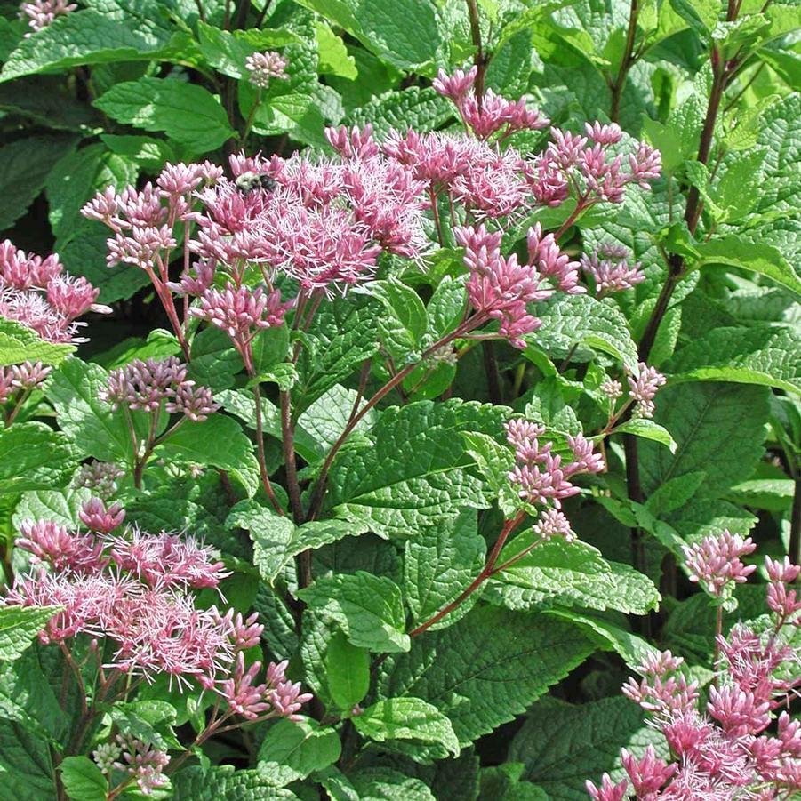 Eupatorium Dubium Little Joe - View 5 from www redcrocus com