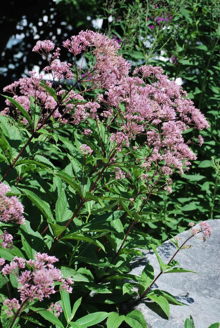 Eupatorium Dubium Little Joe - View 6 from www redcrocus com