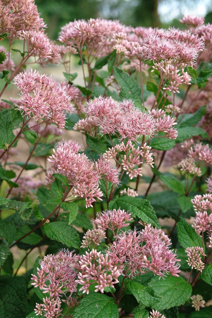 Eupatorium Dubium Little Joe - View 7 from www redcrocus com