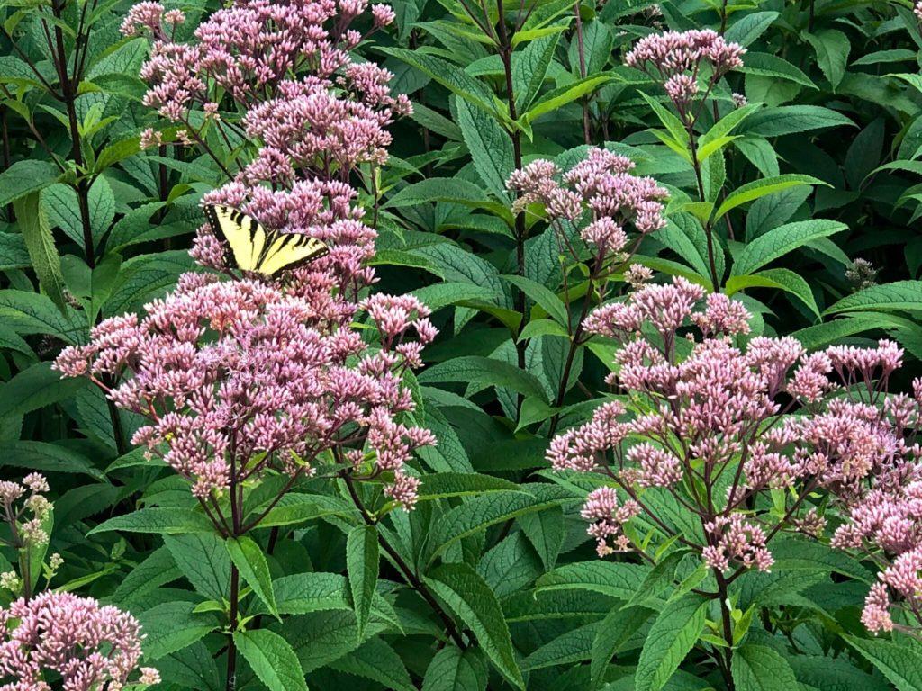 Eupatorium Dubium Little Joe - View 9 from www redcrocus com