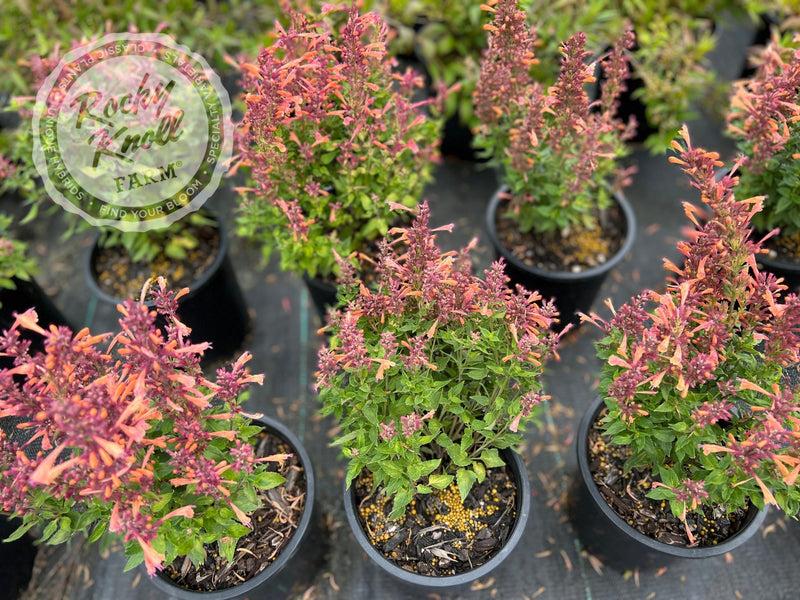 Agastache 'mango Tango' - View 10 from www redcrocus com