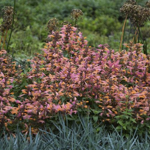 Agastache 'mango Tango' - View 11 from www redcrocus com