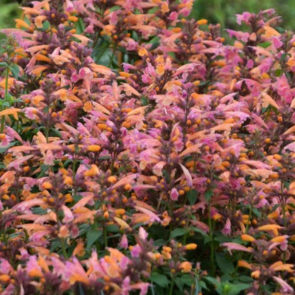 Agastache 'mango Tango' - View 14 from www redcrocus com