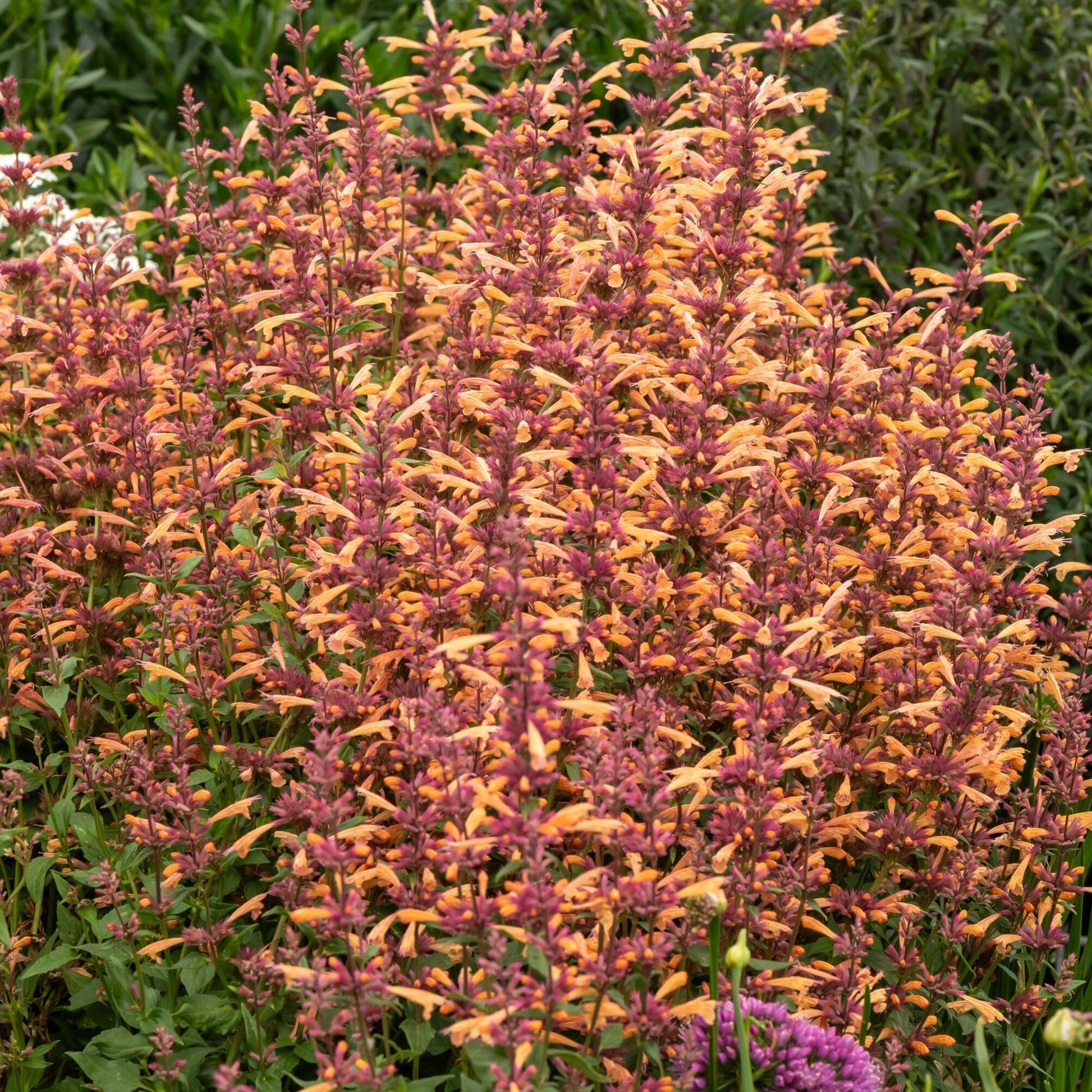 Agastache 'mango Tango' - View 16 from www redcrocus com
