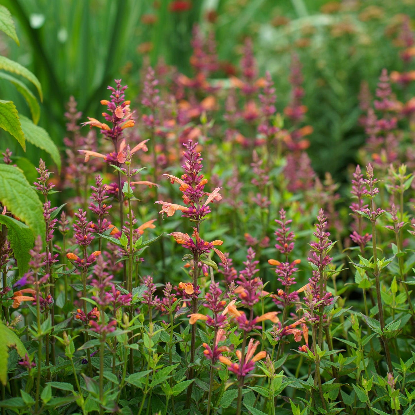 Agastache 'mango Tango' - View 17 from www redcrocus com