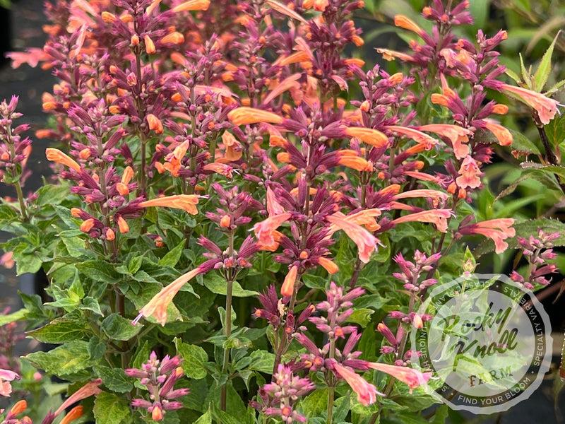 Agastache 'mango Tango' - View 18 from www redcrocus com