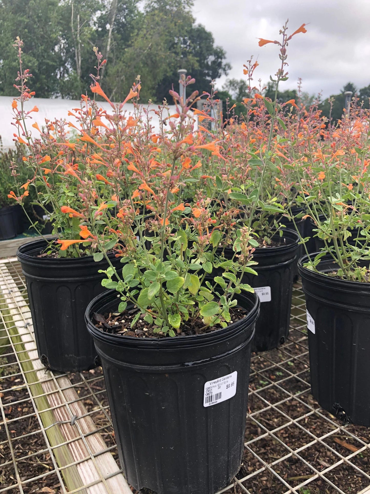 Agastache 'mango Tango' - View 19 from www redcrocus com