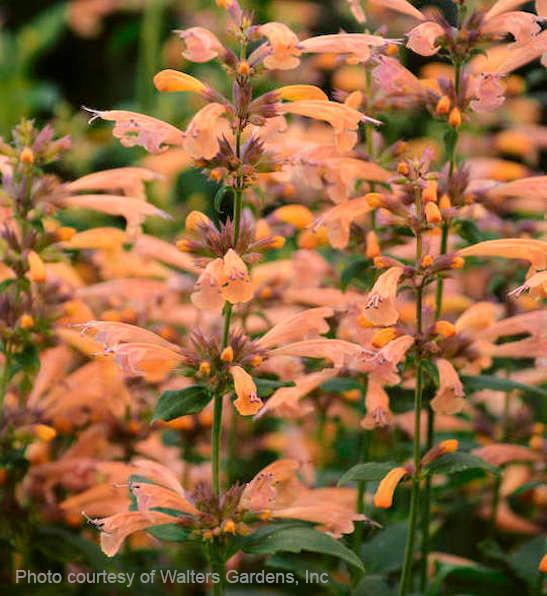 Agastache 'mango Tango' - View 21 from www redcrocus com