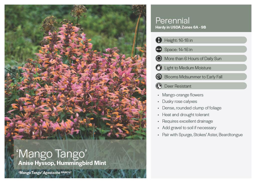 Agastache 'mango Tango' - View 23 from www redcrocus com