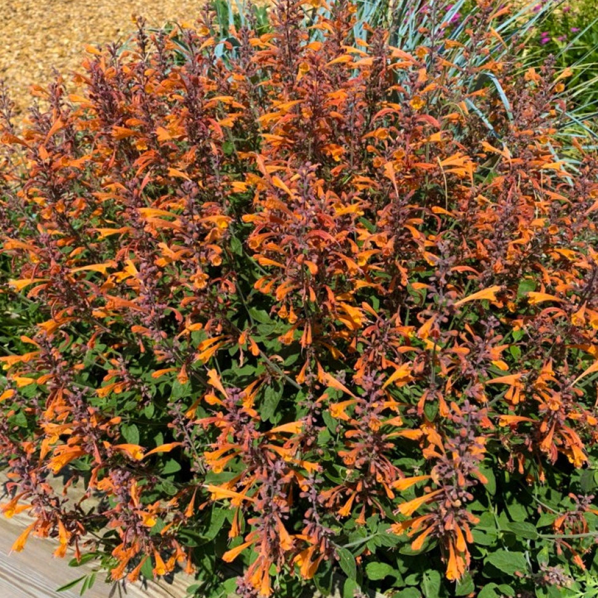 Agastache 'mango Tango' - View 25 from www redcrocus com