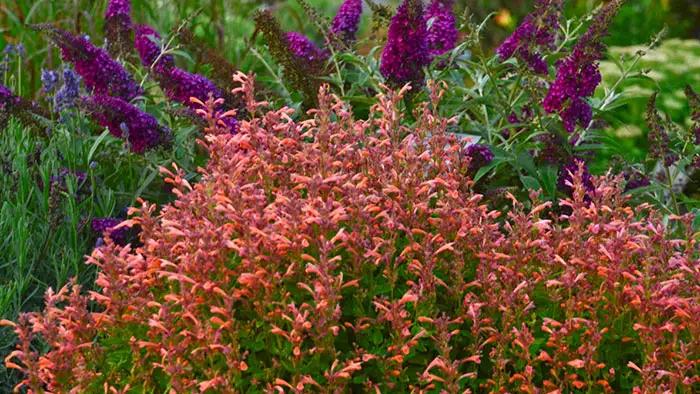 Agastache 'mango Tango' - View 26 from www redcrocus com