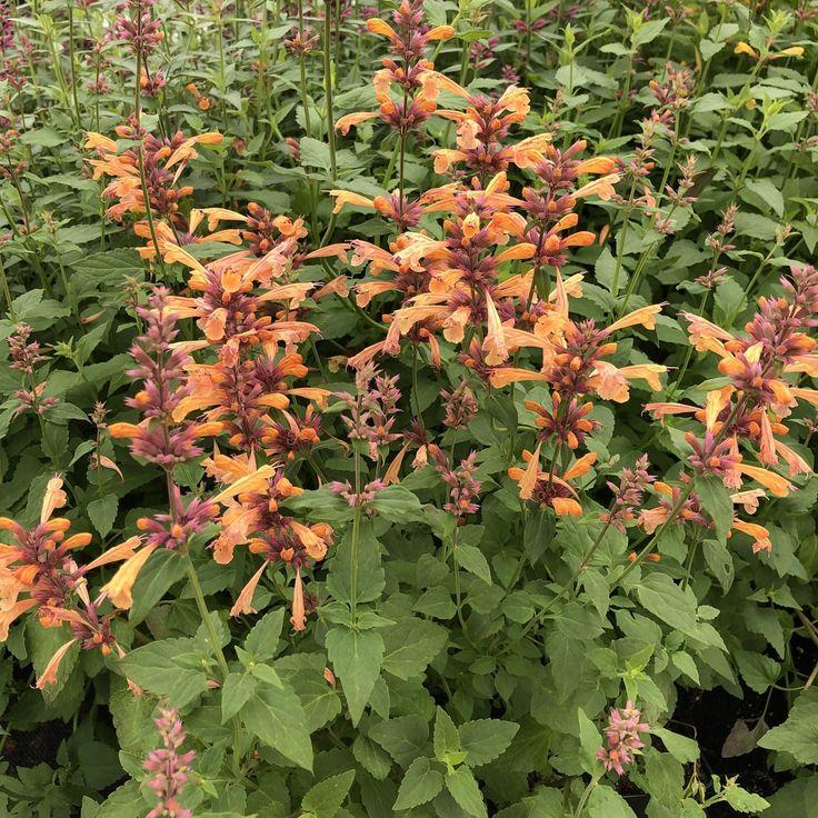 Agastache 'mango Tango' - View 29 from www redcrocus com